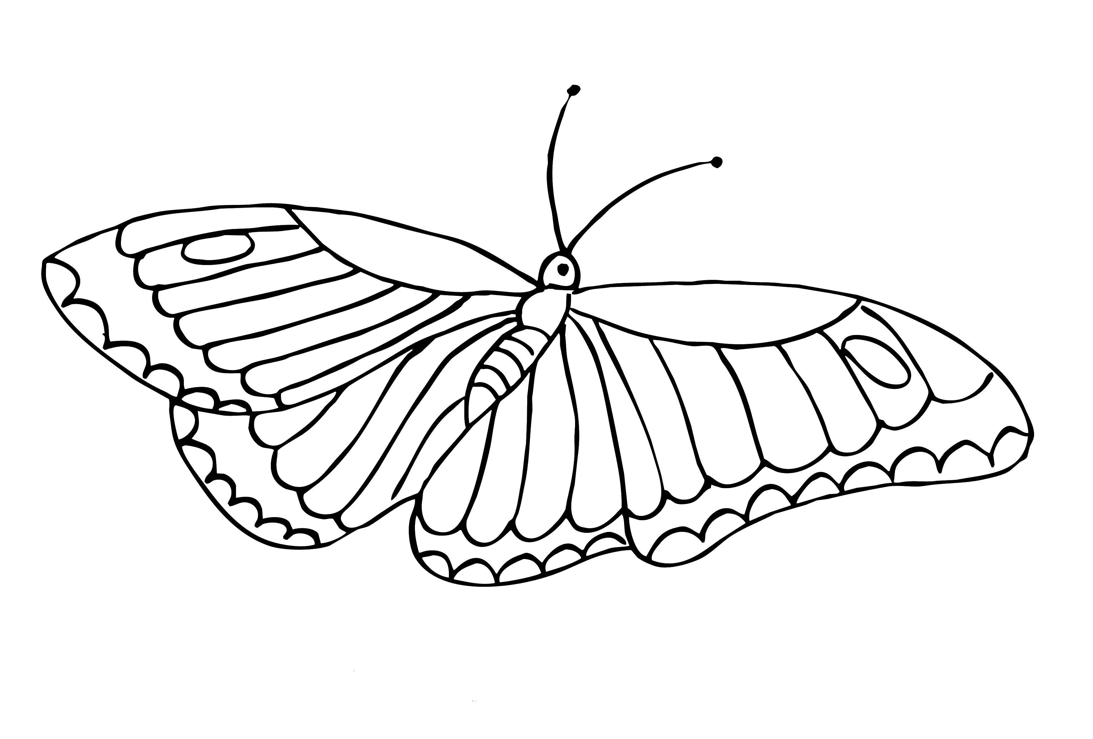 Раскраска из серии Бабочки